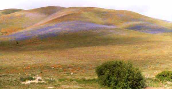 Gorman wildflowers