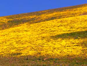 Gorman wildflowers