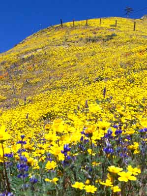 Gorman wildflowers