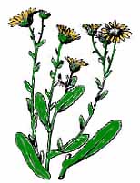 grindelia