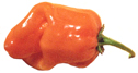 Habanero Orange