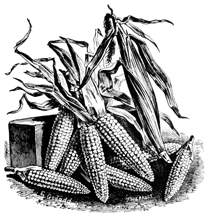 heirloom corn