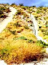Sahara Mustard