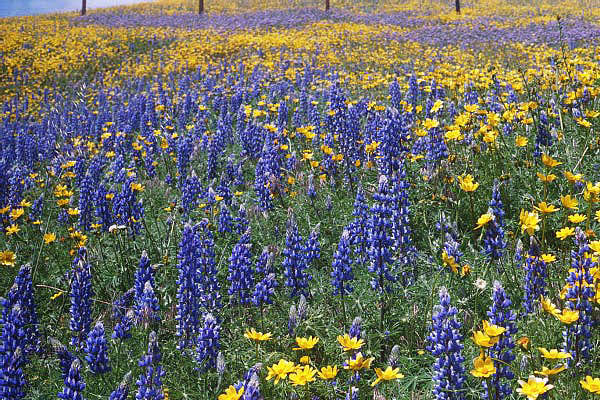 Lupines