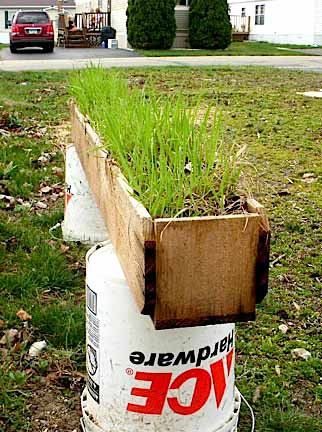 Sweetgrass plant