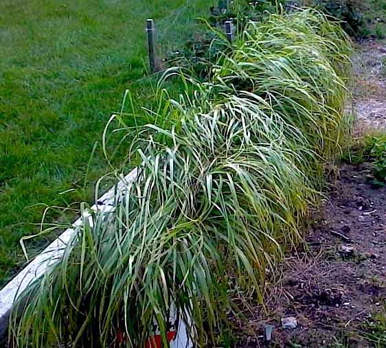 Sweetgrass plant