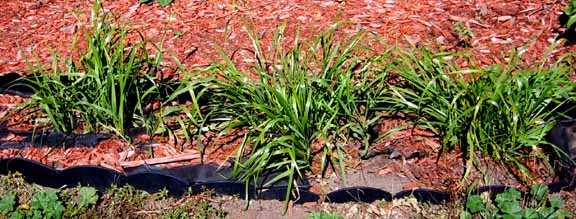 Sweetgrass plants, customer examples from around the United States, A-M