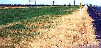 mowed roadside