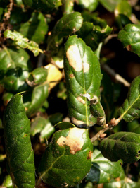 oak leaves