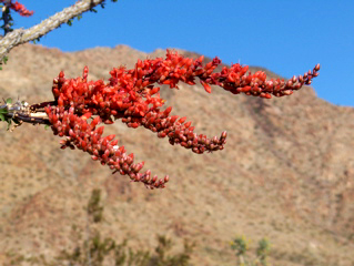 Ocotillo