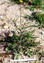 Hedge mustard