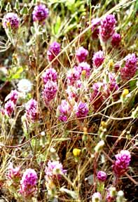 Owls clover