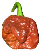 worlds hottest pepper