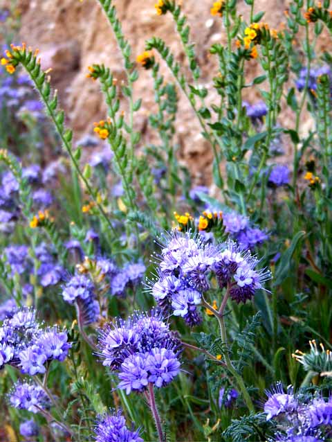 Phacelia