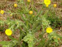 Golden Aster