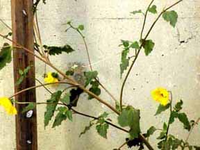wild sunflower