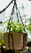 plant hanger
