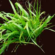 Sweetgrass plant