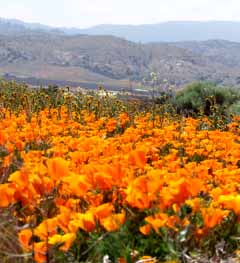 California poppies