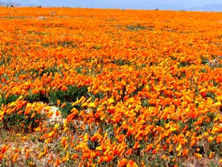 California poppies