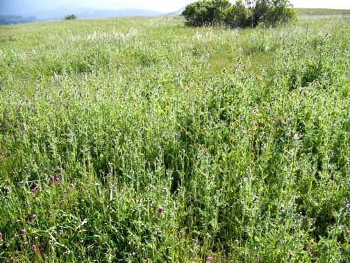 Italian thistle