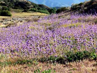 Purple sage