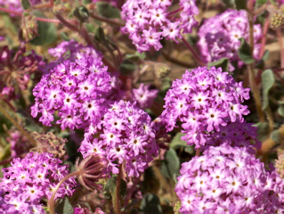 Sand verbena