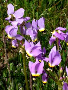 wildflowers