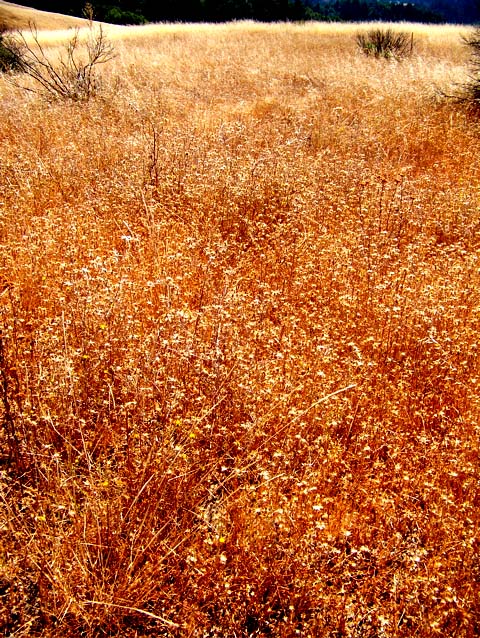 star thistle