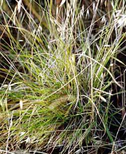 Stipa grass