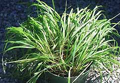 Sweetgrass