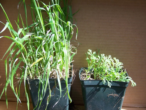 Test-pots
