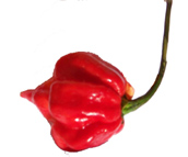 Trinidad Scorpion