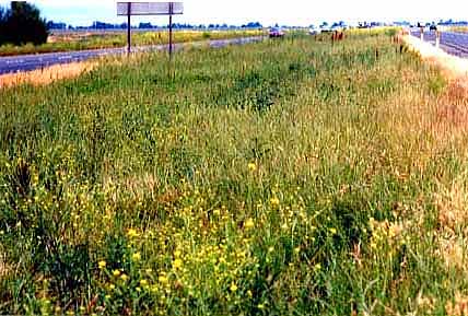 unmowed roadside
