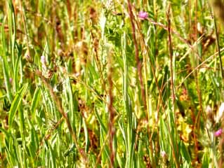 star thistle